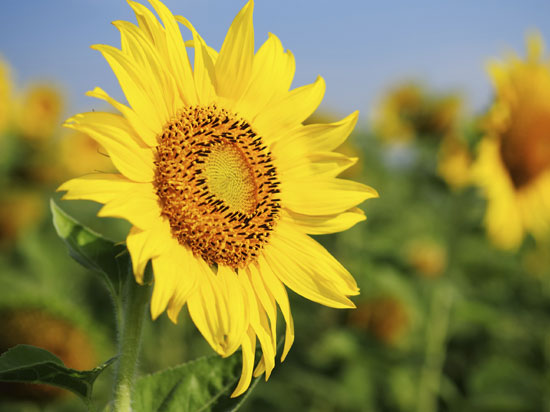 Image of sunflower